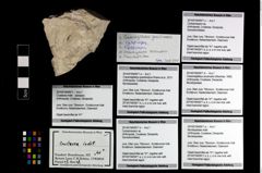 Foto (Objekt + Etikett) von Cycloprosopon sp.  (NHMW-GEO-2014-0194-0971c)